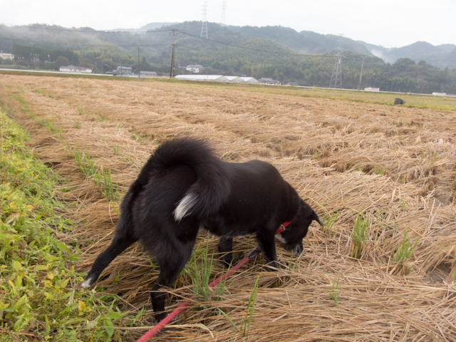 雨降って姫きれい