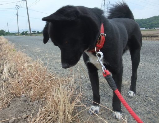 ファイル 154-2.jpg