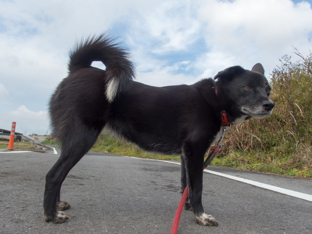 ファイル 1541-4.jpg