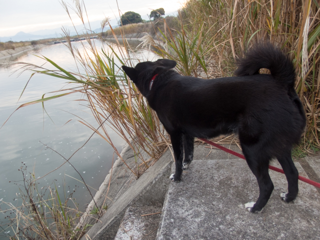 階段トレーニング