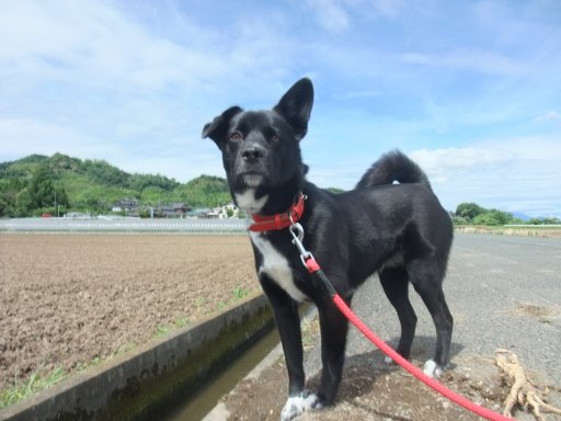 ファイル 156-2.jpg