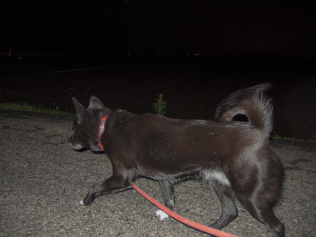 朝になるのを待ちかねて