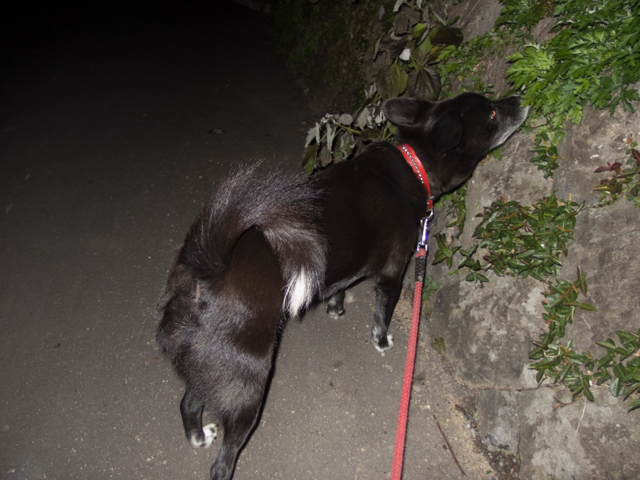 朝も早ようからクンクン