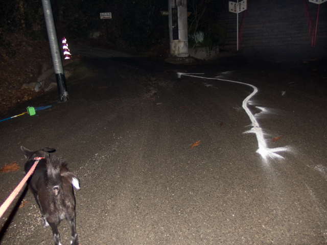 神社の準備に戸惑うワン
