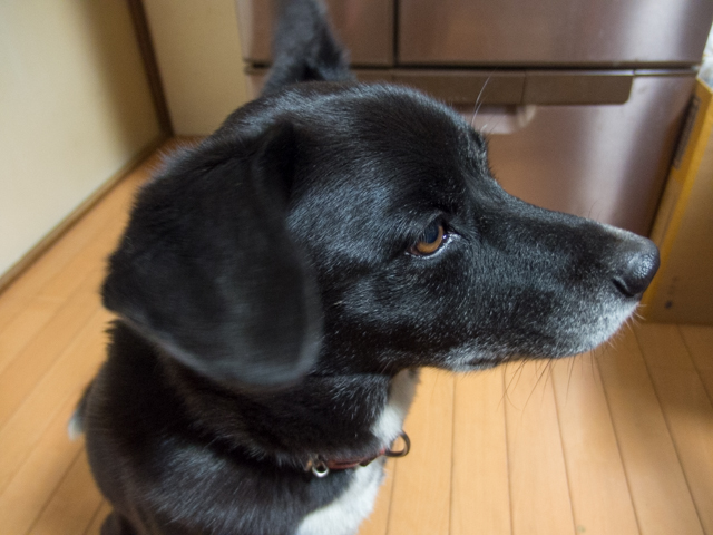 イヴ姫13.88ｋｇ