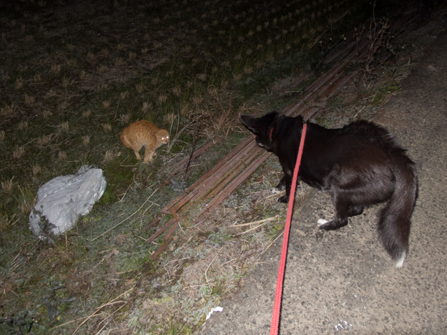 猫はなぜ逃げないのか？