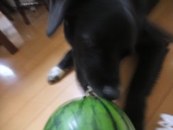 ファイル 158-2.jpg