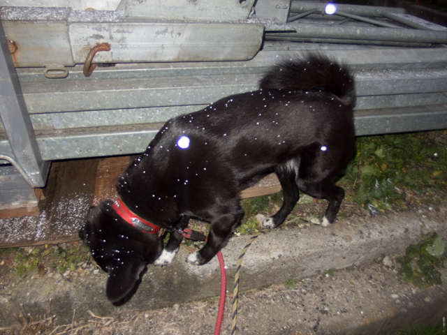 あられやこんこ