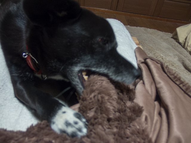 カムカムイヴ姫