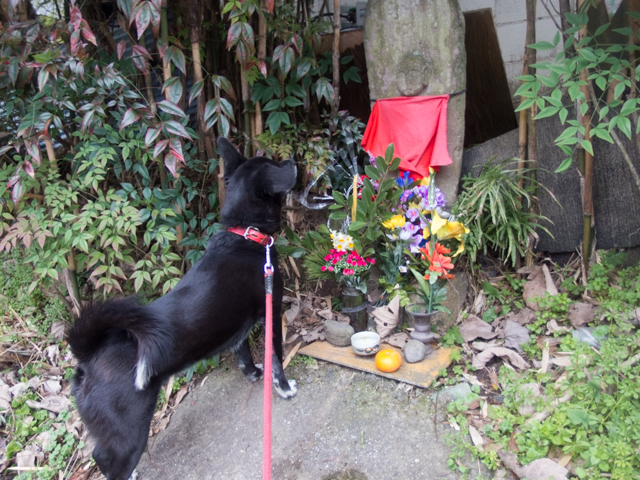 いいワンワンの日