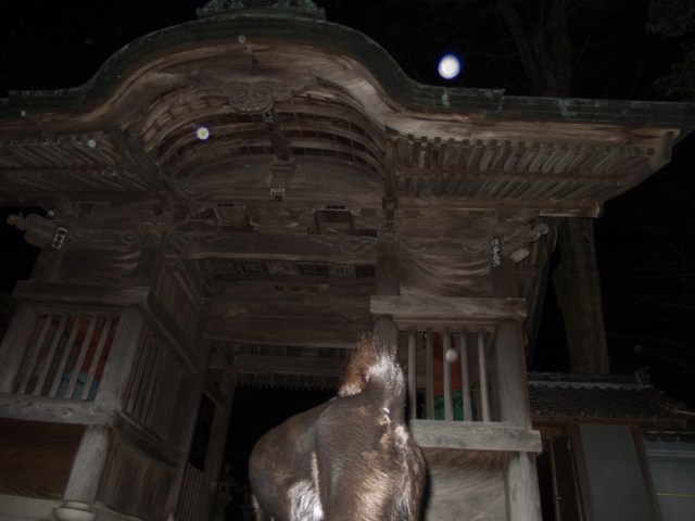 初詣（不動尊編）