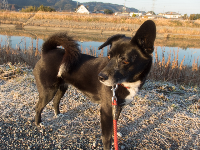 晴れ時々ハンダ付け