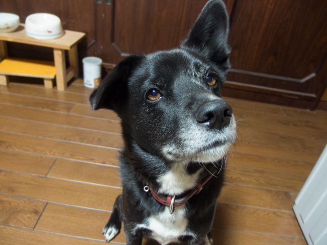 おめざ待ちでしゅ