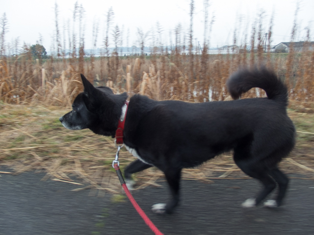 春は名のみのまだ冬ばい