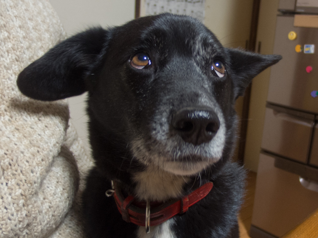 困った姫は上を見る