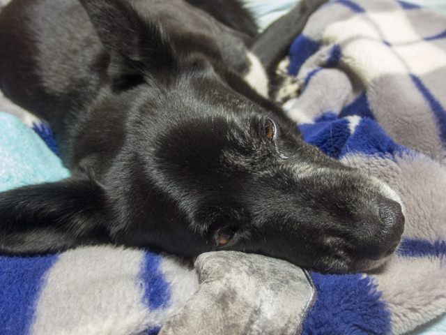 イヴ姫　13.5ｋｇ