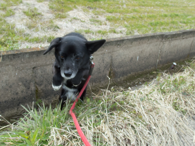 ファイル 1647-4.jpg