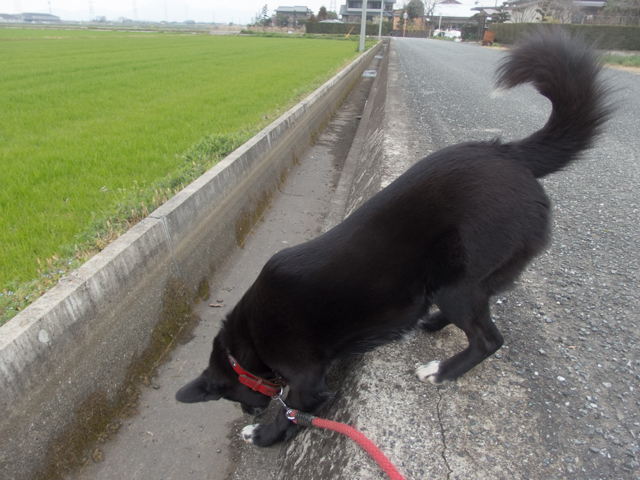 くまモンの誕生日