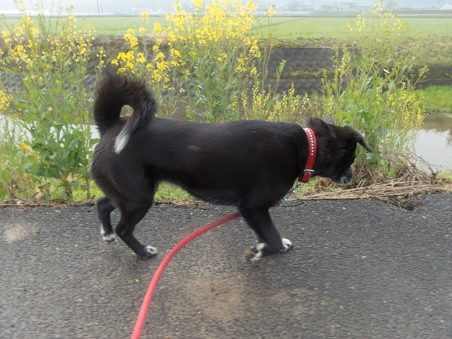 雨上がりは春日和