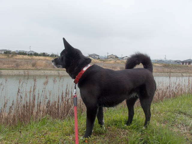 この雨はよく降る雨だ、った。