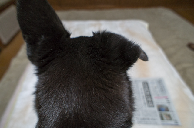 寝起きに非情の雨