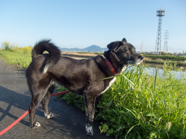 イヴ姫13.48Kgで快晴