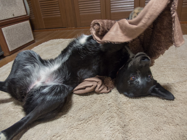 大気は待機とみた