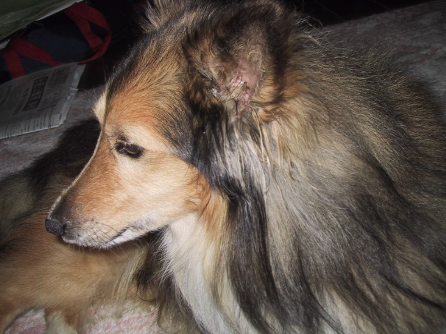 季節の変わり目にご用心