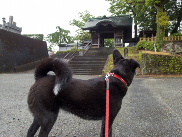 雨上がり神社仏閣コース