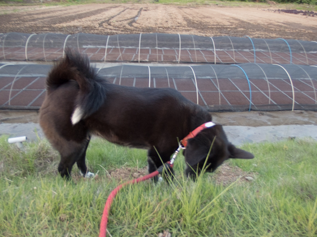 朝がダメなら夕でしゅ