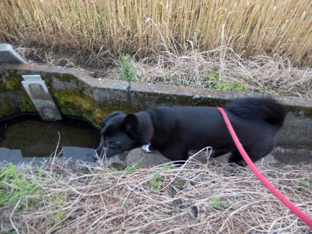 朝飯前のイヴ姫捜査官