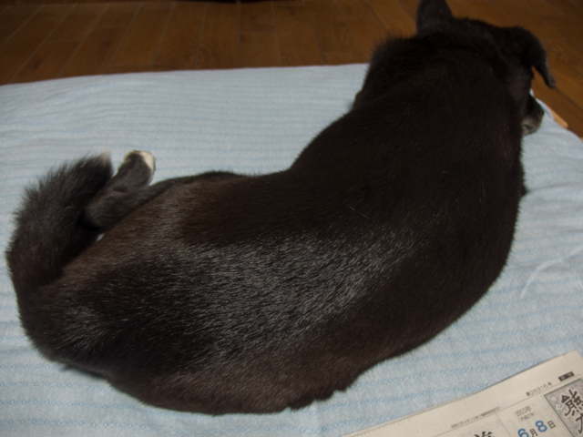 本降り梅雨仕込み