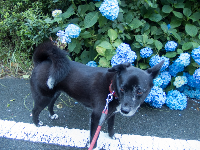 ファイル 1736-4.jpg