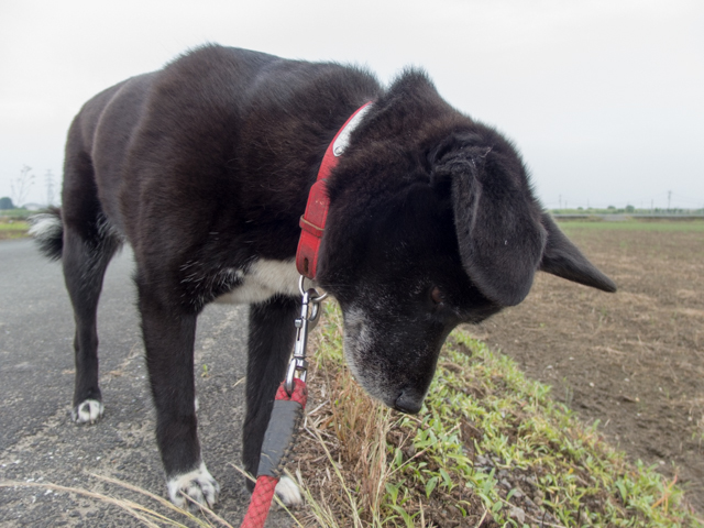 ファイル 1737-2.jpg