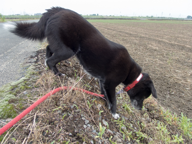 ファイル 1737-3.jpg