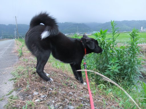 イヴ姫　１２．５ｋｇ