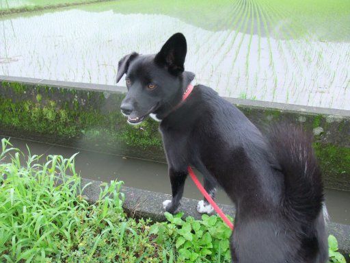 ファイル 176-2.jpg