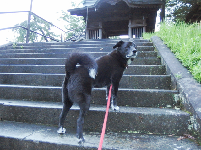 階段トレーニング