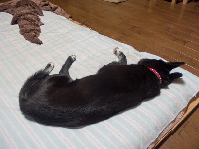 二度寝ることは三度寝る