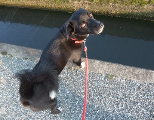 見上げてごらんでしゅ