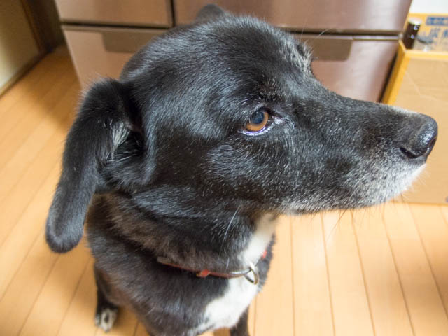 雷ゴロゴロ姫おろおろ