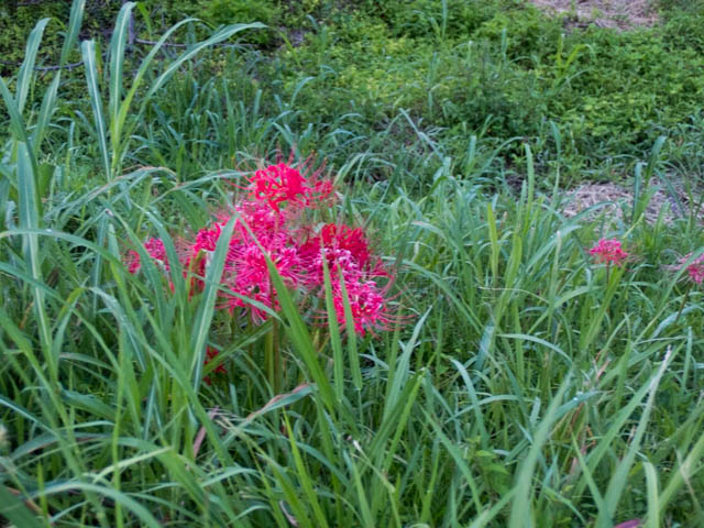 彼岸花が咲いている