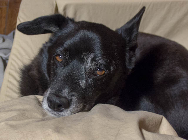 セプテンバー・レインでしゅか