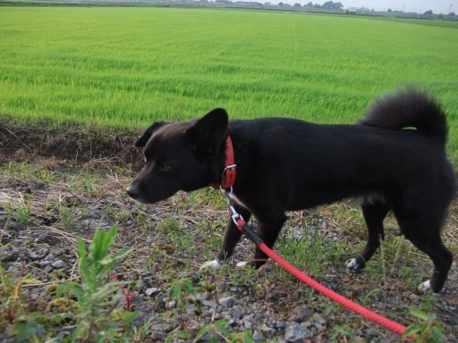 グリーンフィールド