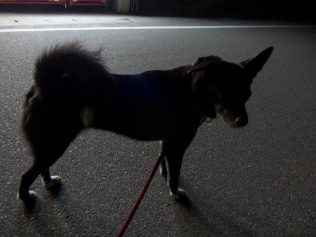 朝はもう冬なのさ