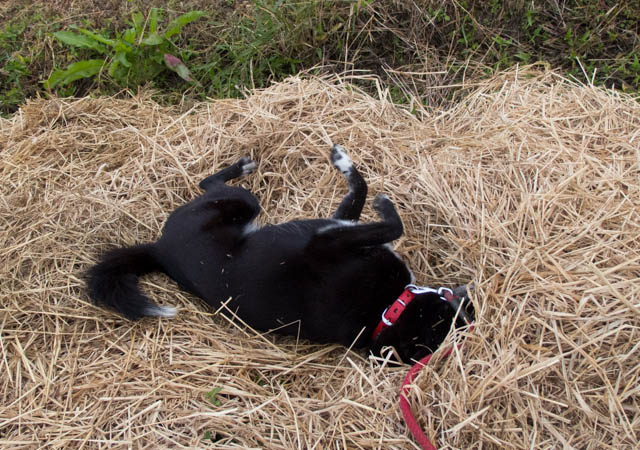 ワラにまみれてよぉ