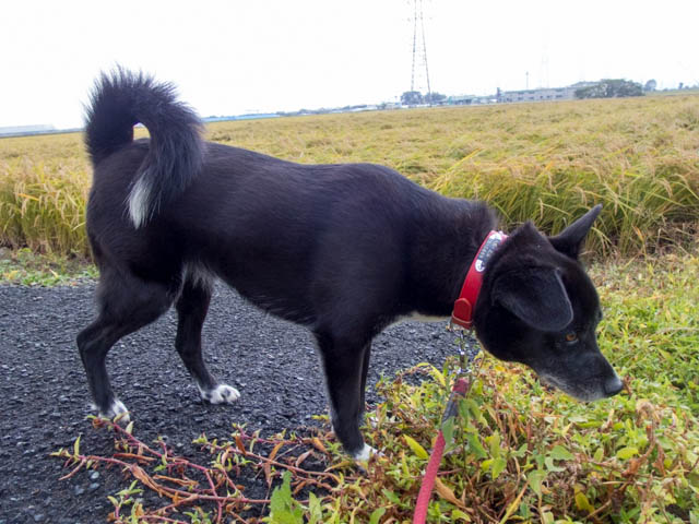 稲刈りも日曜日