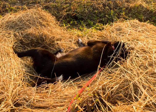 二度寝するほど元気いい