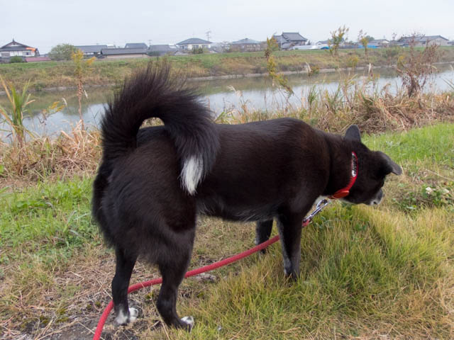 川面にカモさんを見た