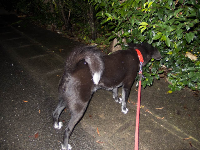 小雨決行のち撤収